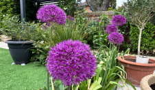 Postponed - Plant Sale 